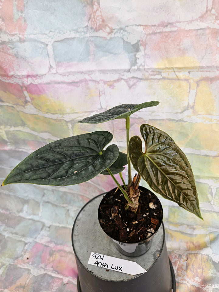 Anthurium Luxuriant (4in)-924
