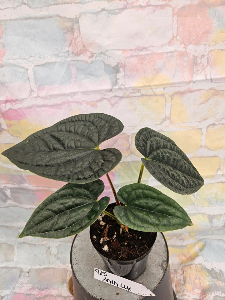 Anthurium Luxuriant (4in)-925