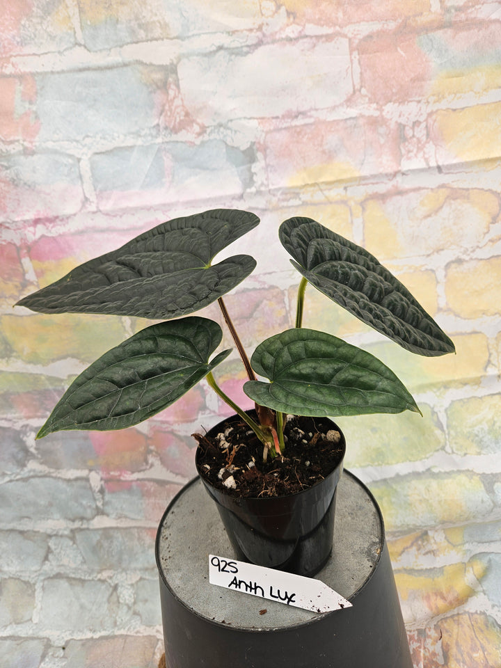 Anthurium Luxuriant (4in)-925
