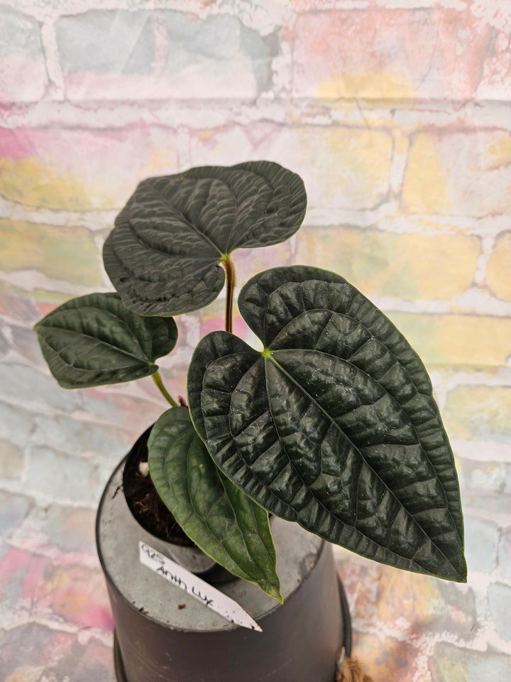 Anthurium Luxuriant (4in)-925