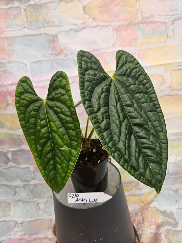 Anthurium Luxuriant (4in)-926