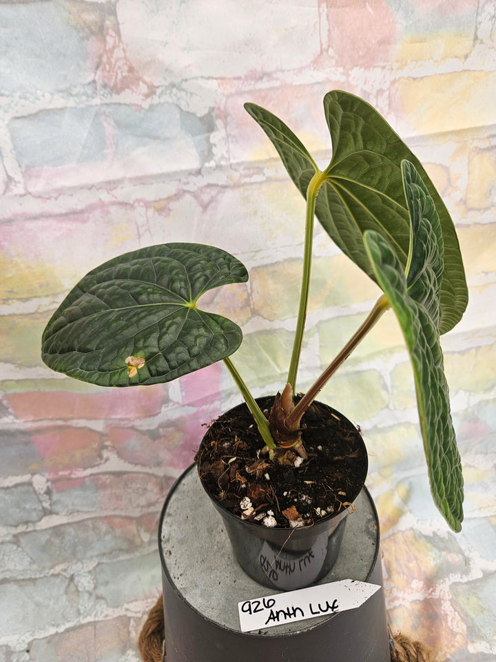 Anthurium Luxuriant (4in)-926