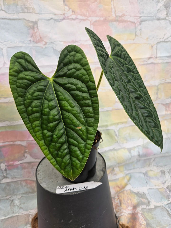 Anthurium Luxuriant (4in)-926