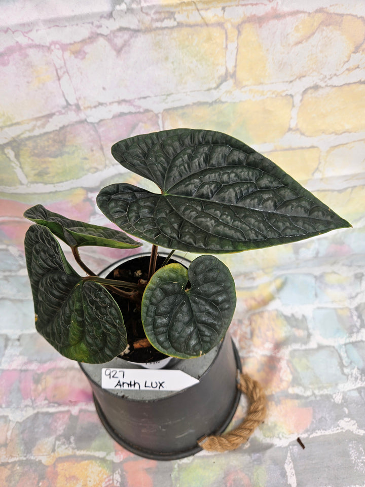 Anthurium Luxuriant (4in)-927