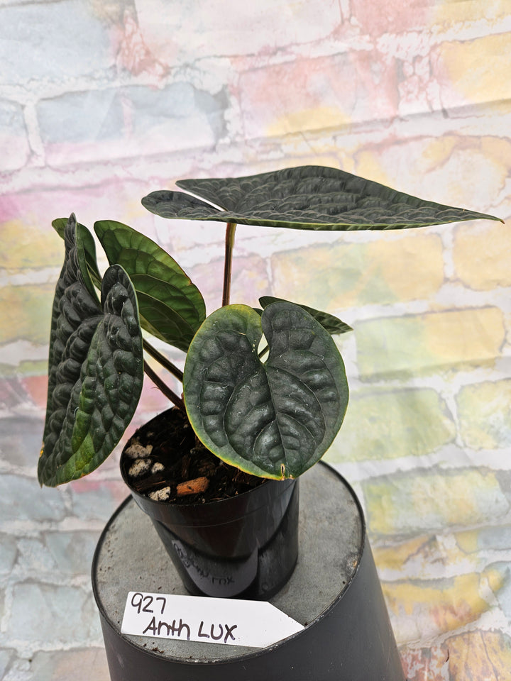 Anthurium Luxuriant (4in)-927