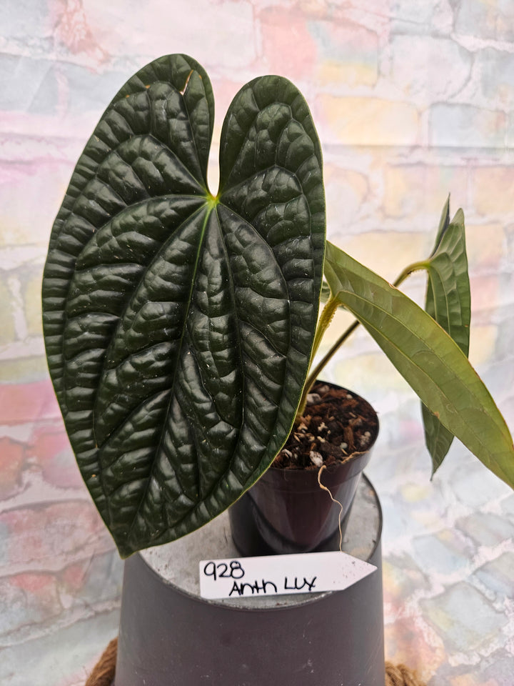 Anthurium Luxuriant (4in)-928