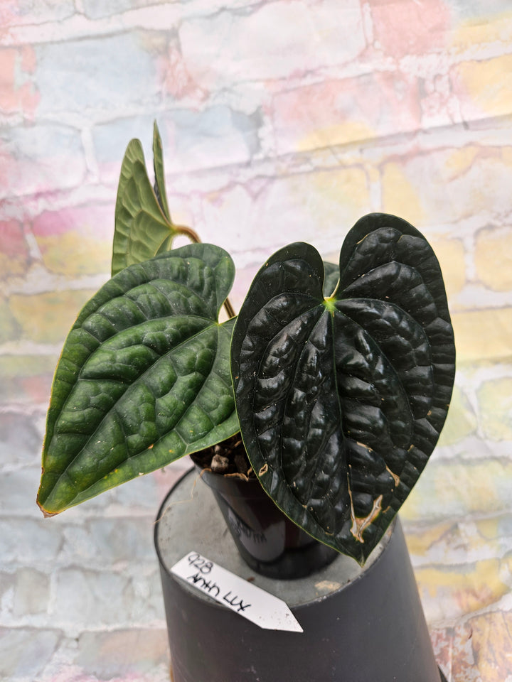 Anthurium Luxuriant (4in)-928