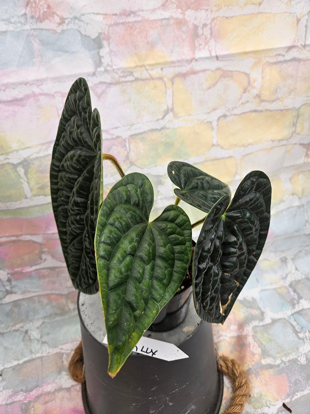 Anthurium Luxuriant (4in)-928