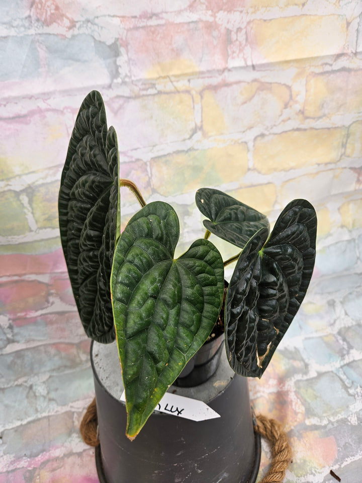 Anthurium Luxuriant (4in)-928