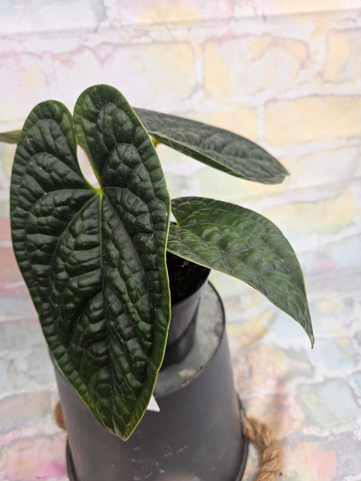 Anthurium Luxuriant (4in)-929