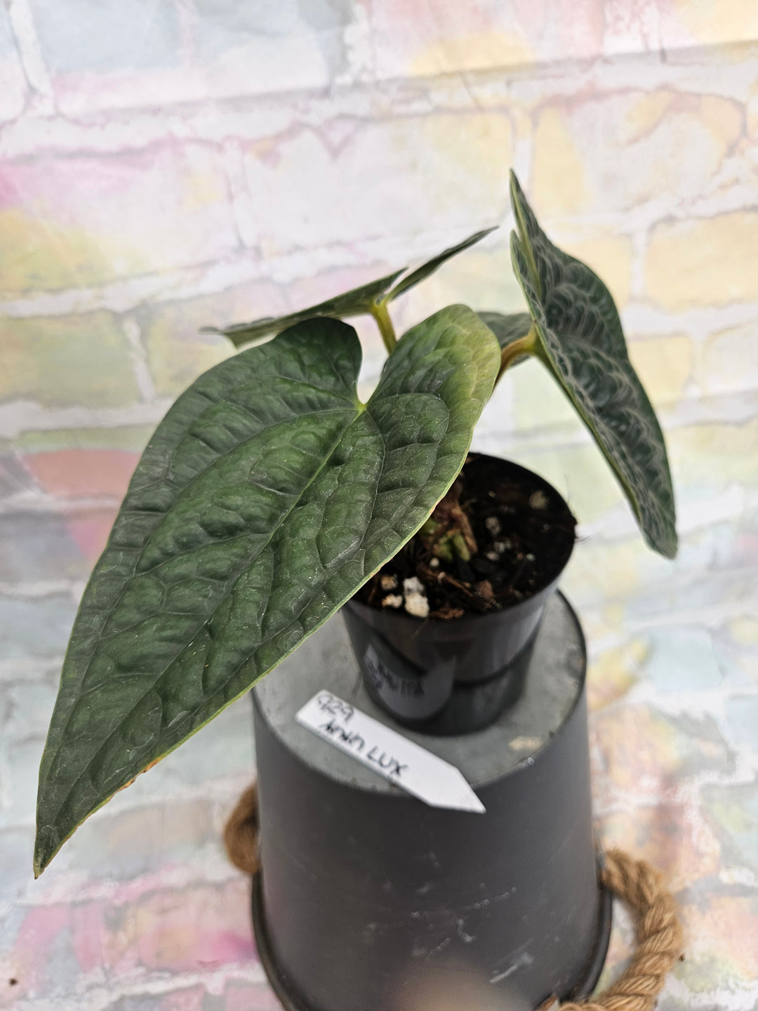 Anthurium Luxuriant (4in)-929