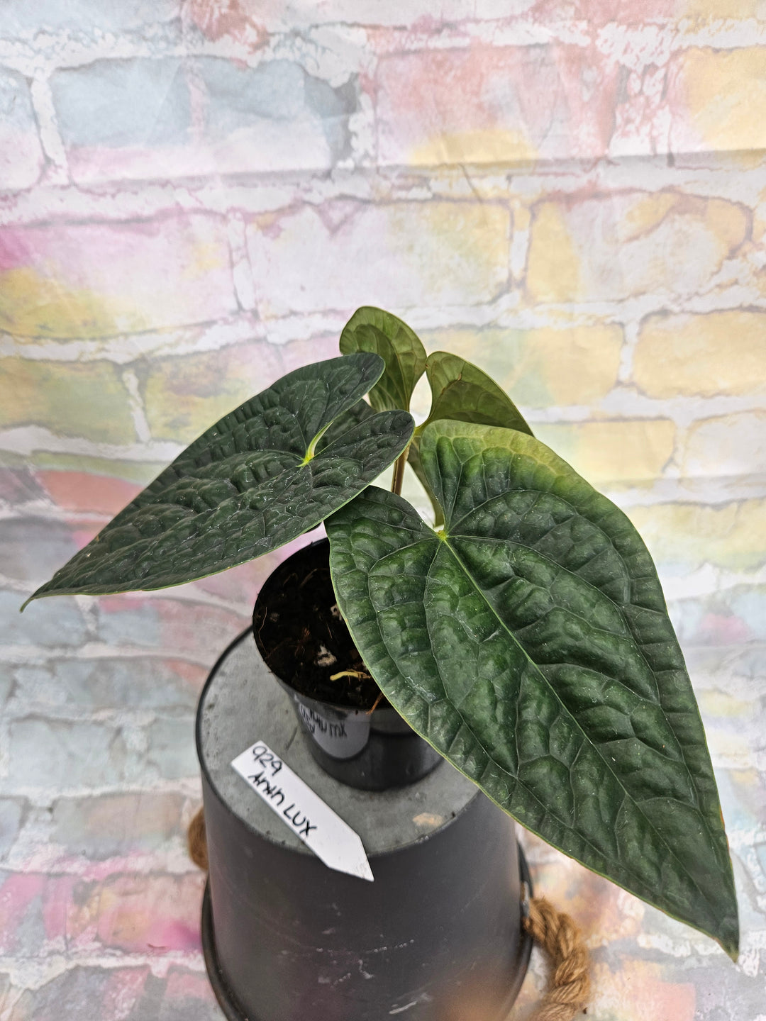 Anthurium Luxuriant (4in)-929