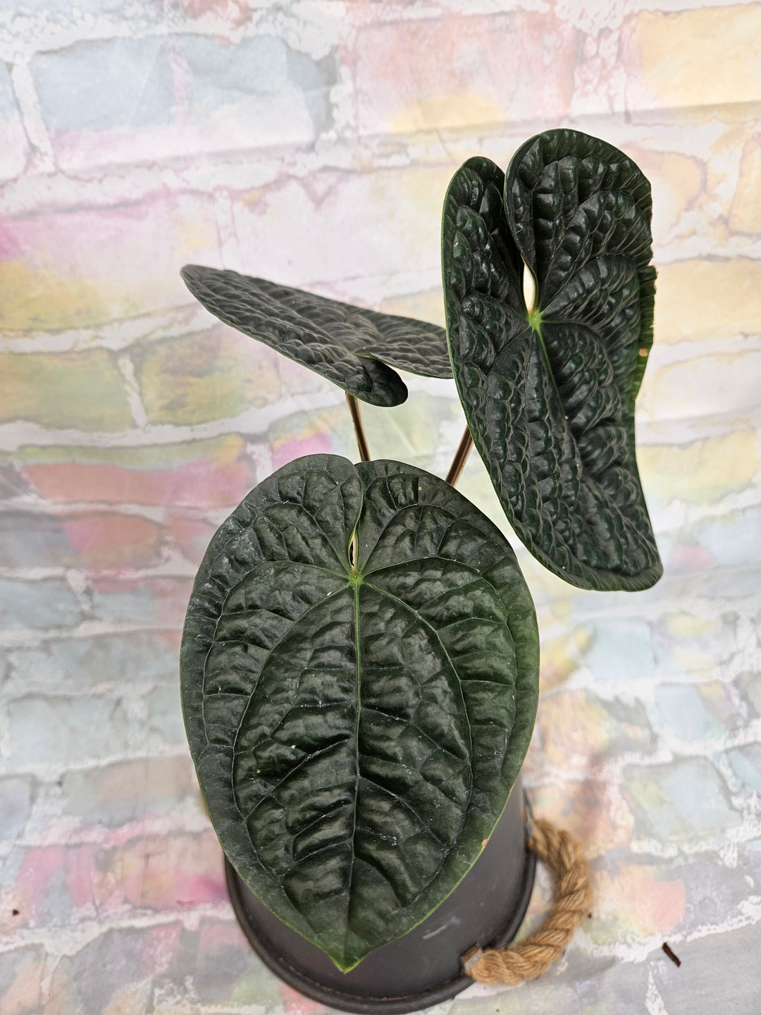 Anthurium Luxuriant (4in)-930