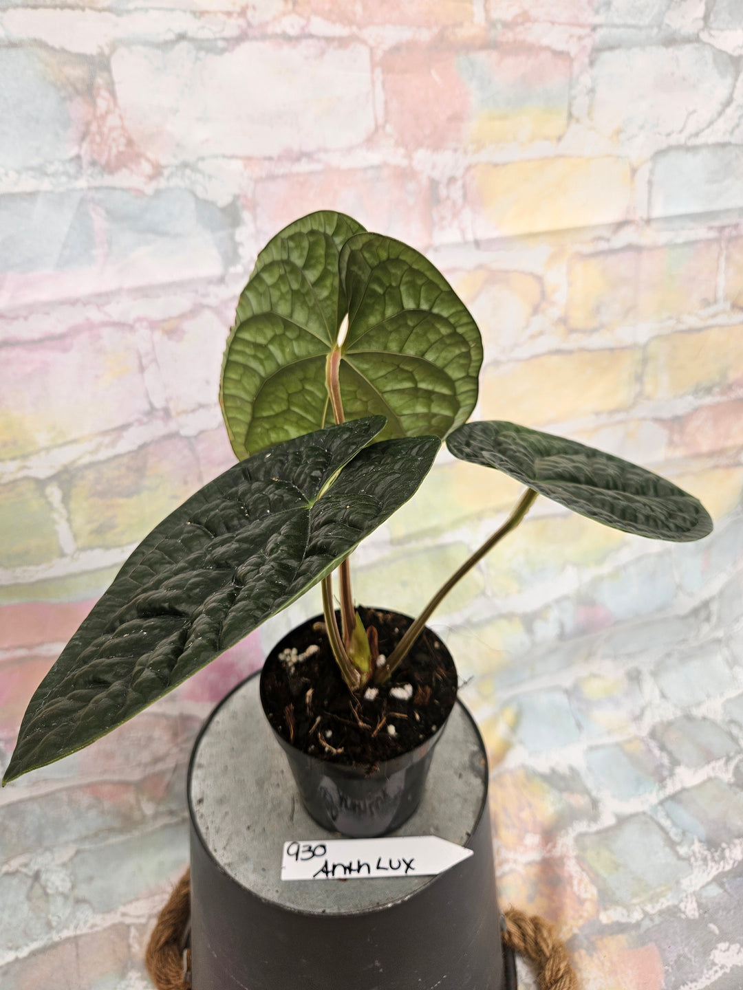 Anthurium Luxuriant (4in)-930
