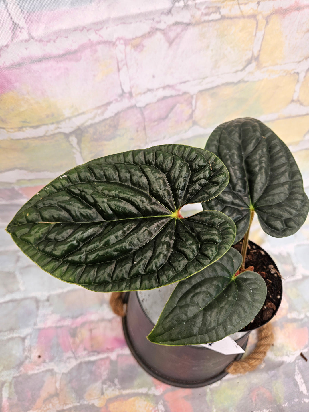 Anthurium Luxuriant (4in)-931