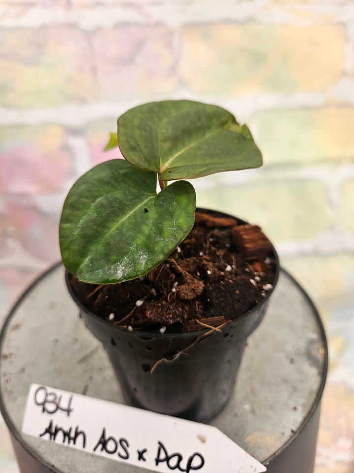 Anthurium Ace of Spades x Papillilaminum (3in)-934