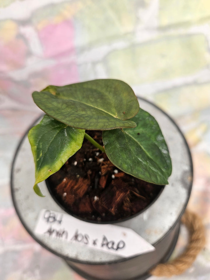 Anthurium Ace of Spades x Papillilaminum (3in)-934