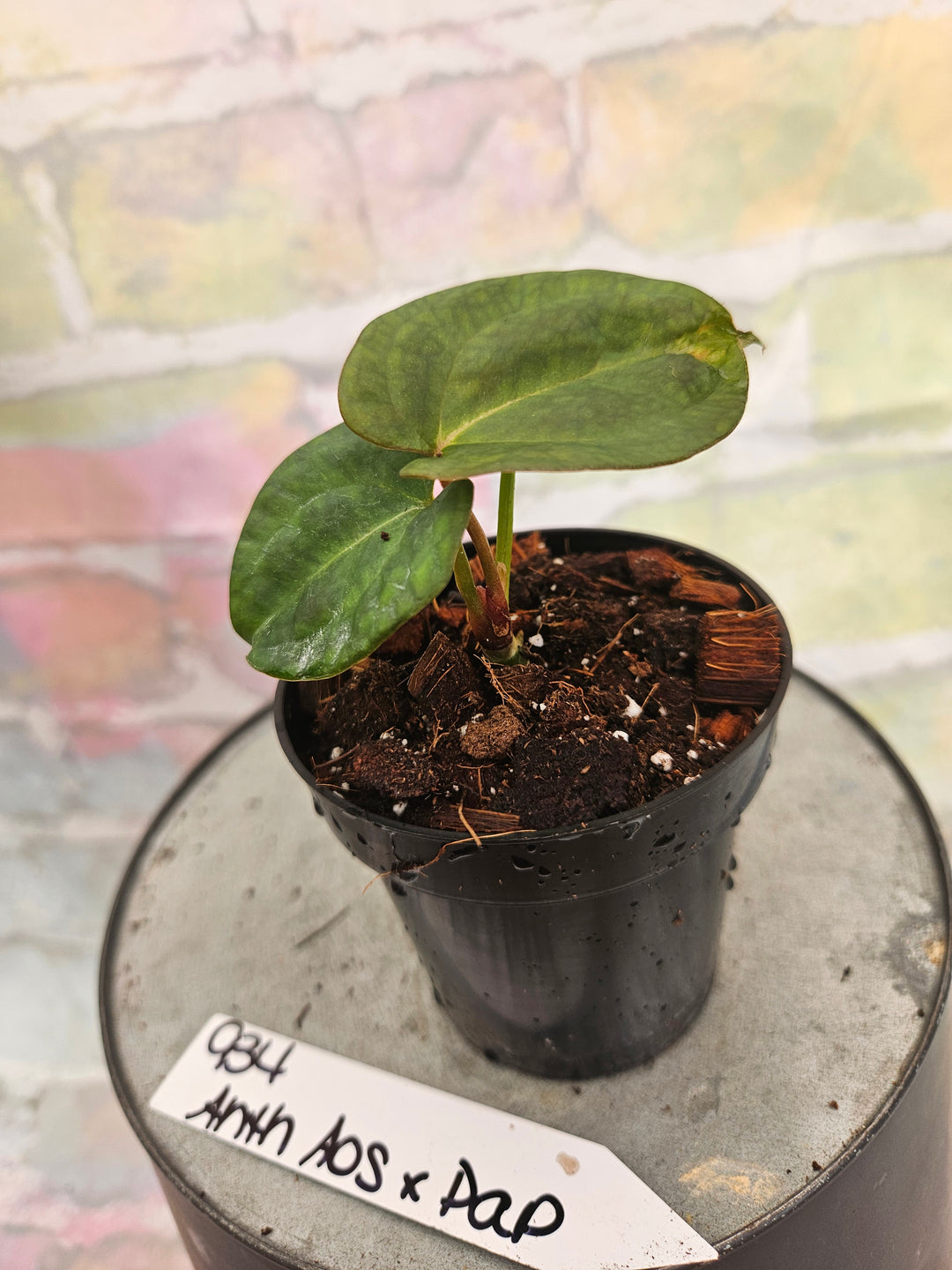 Anthurium Ace of Spades x Papillilaminum (3in)-934