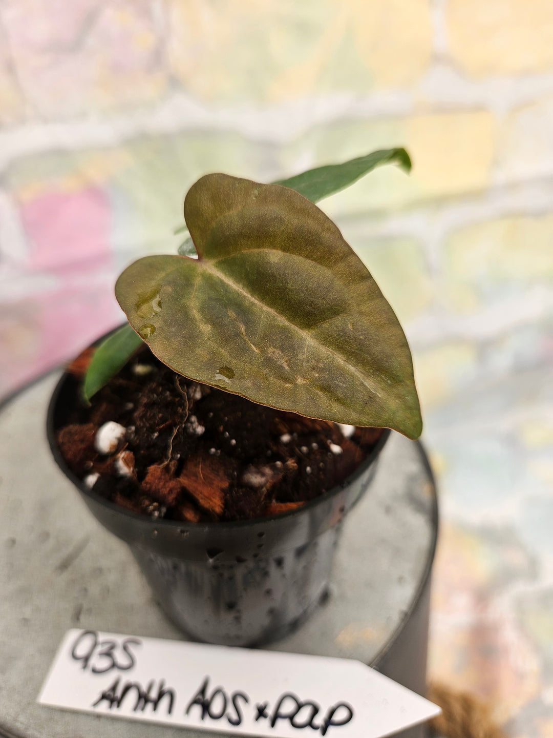 Anthurium Ace of Spades x Papillilaminum (3in)-935