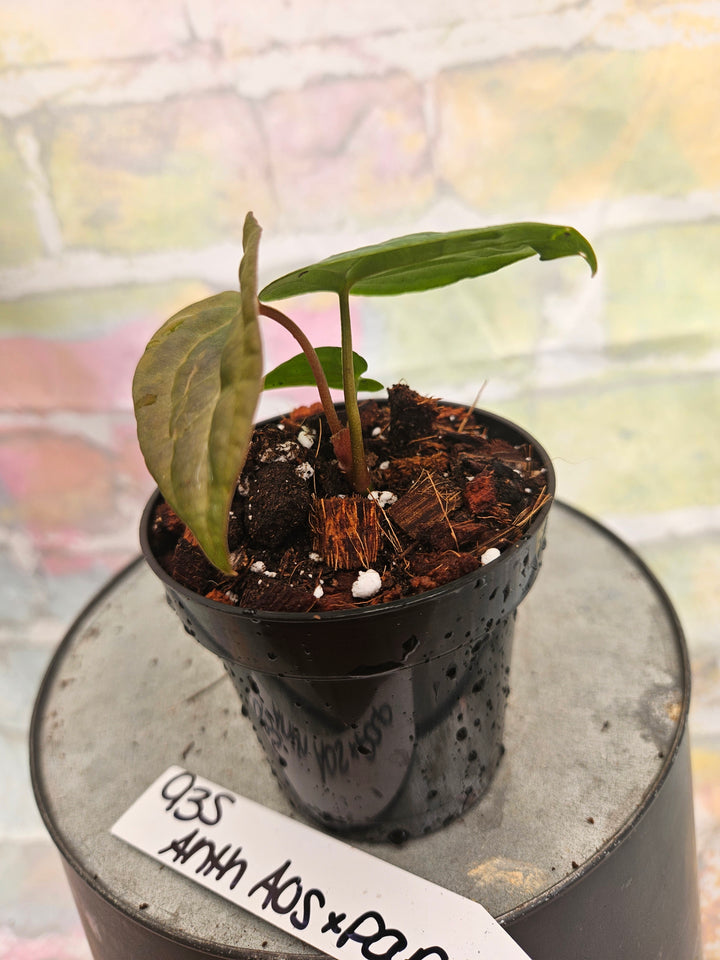 Anthurium Ace of Spades x Papillilaminum (3in)-935