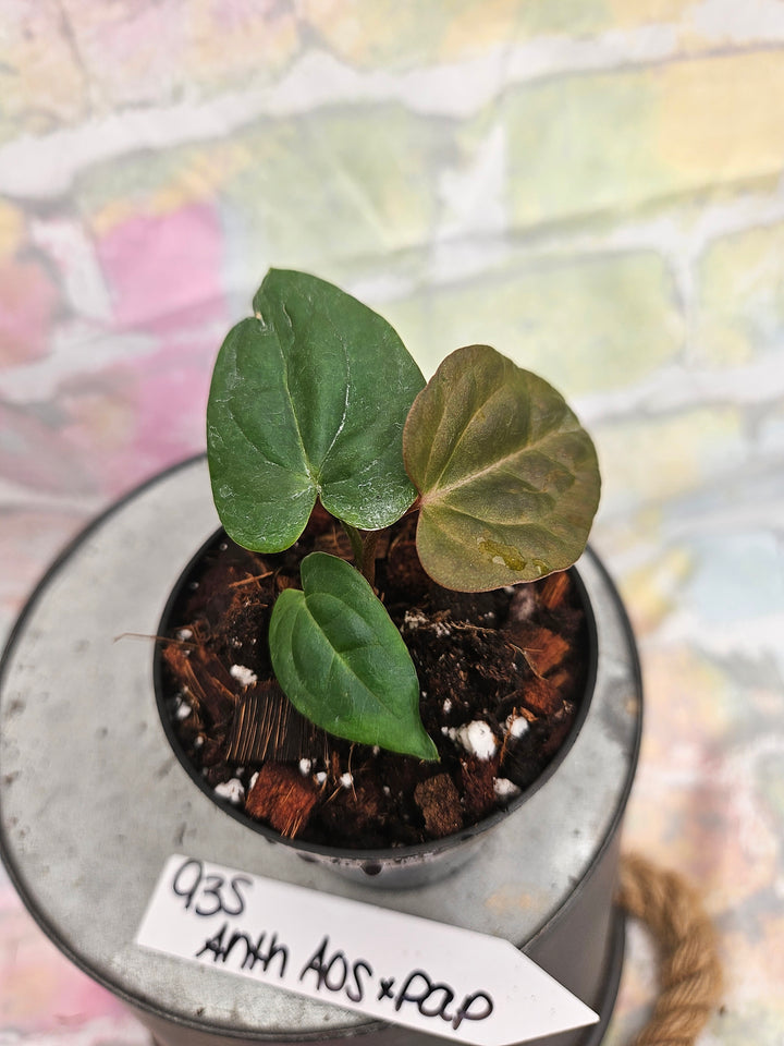 Anthurium Ace of Spades x Papillilaminum (3in)-935