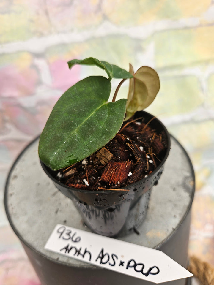 Anthurium Ace of Spades x Papillilaminum (3in)-936