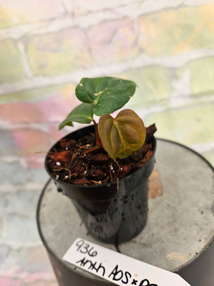 Anthurium Ace of Spades x Papillilaminum (3in)-936