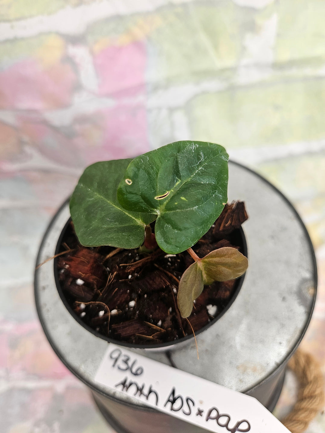 Anthurium Ace of Spades x Papillilaminum (3in)-936