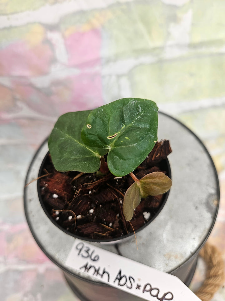 Anthurium Ace of Spades x Papillilaminum (3in)-936