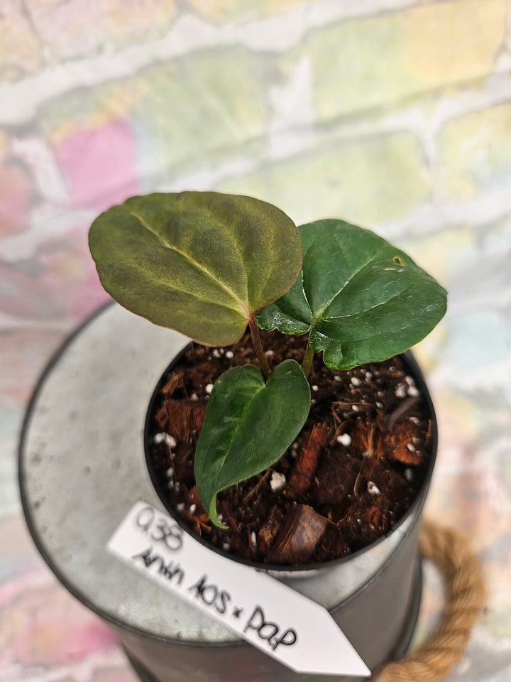 Anthurium Ace of Spades x Papillilaminum (3in)-938