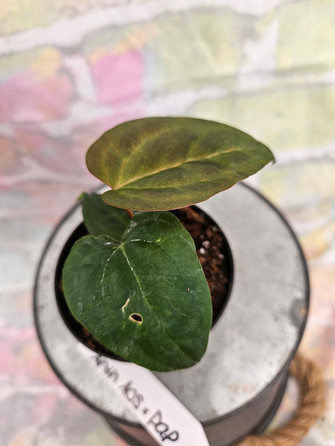 Anthurium Ace of Spades x Papillilaminum (3in)-938