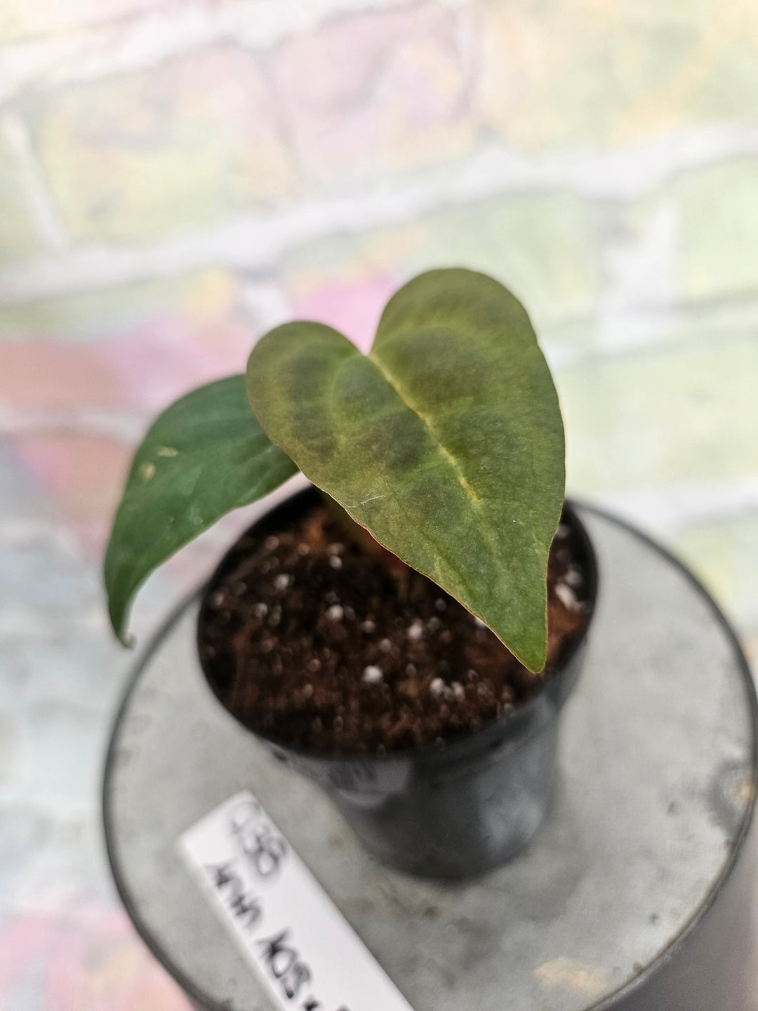 Anthurium Ace of Spades x Papillilaminum (3in)-938