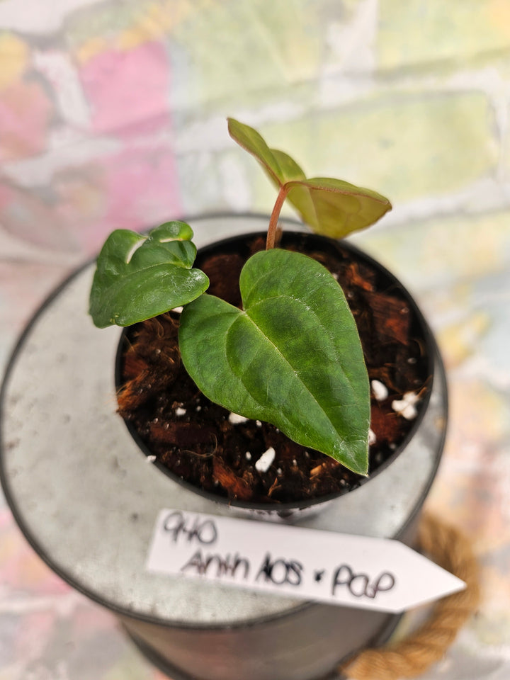 Anthurium Ace of Spades x Papillilaminum (3in)-940