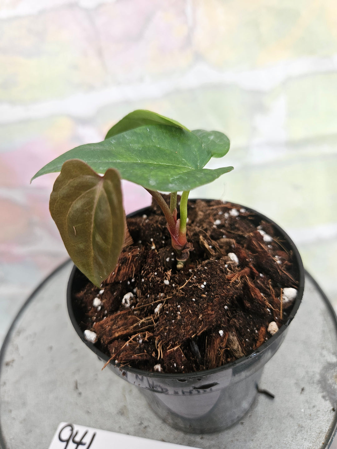Anthurium Ace of Spades x Papillilaminum (3in)-941