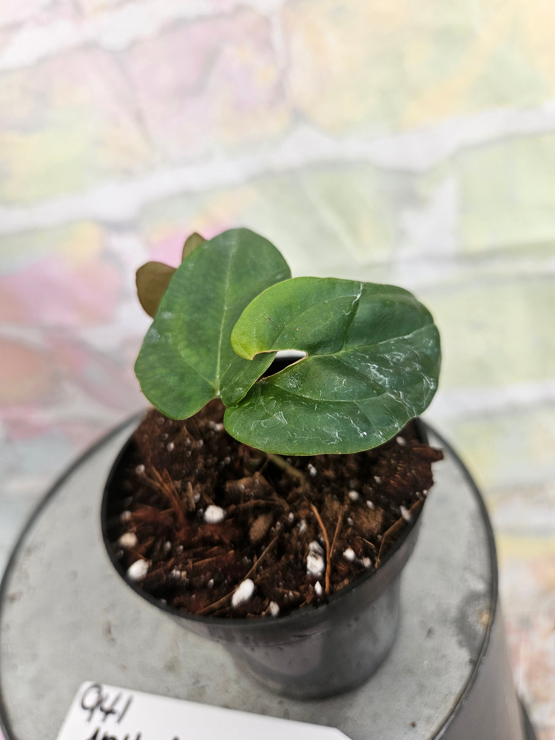 Anthurium Ace of Spades x Papillilaminum (3in)-941