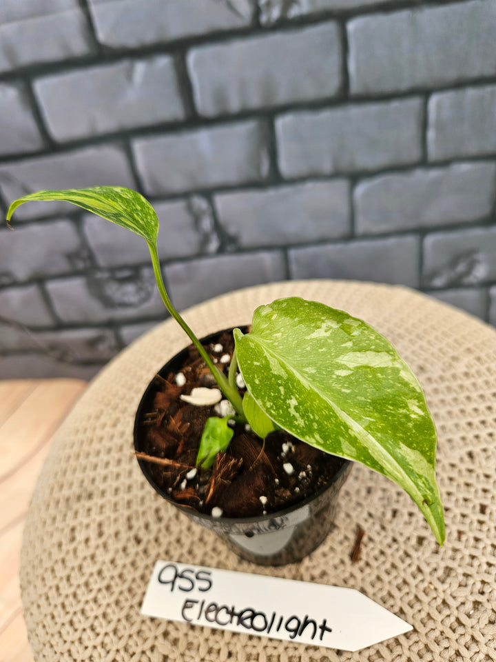 Monstera Electrolyte (3in)-955
