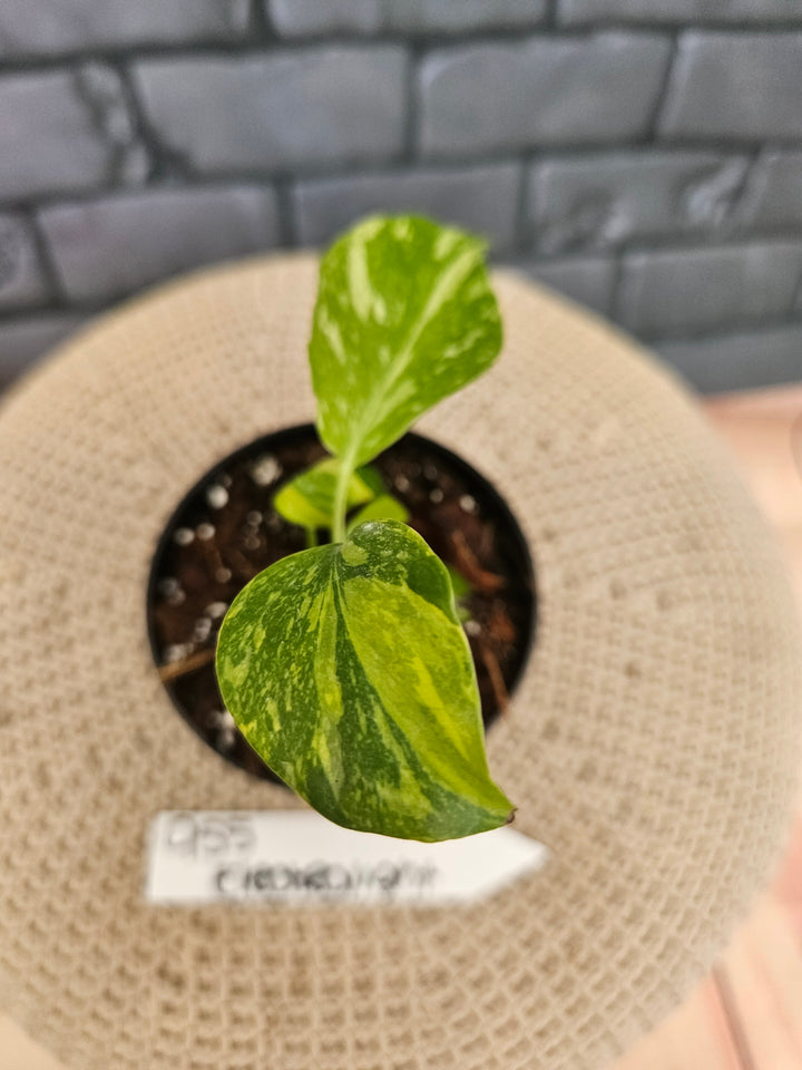 Monstera Electrolyte (3in)-955