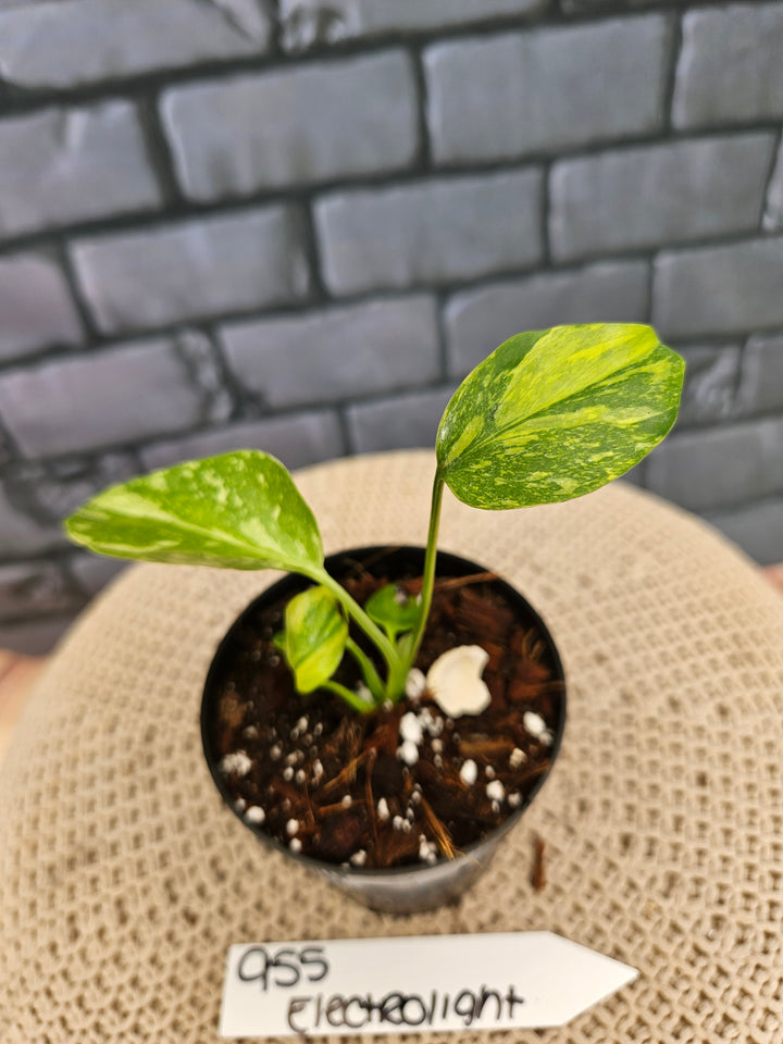 Monstera Electrolyte (3in)-955