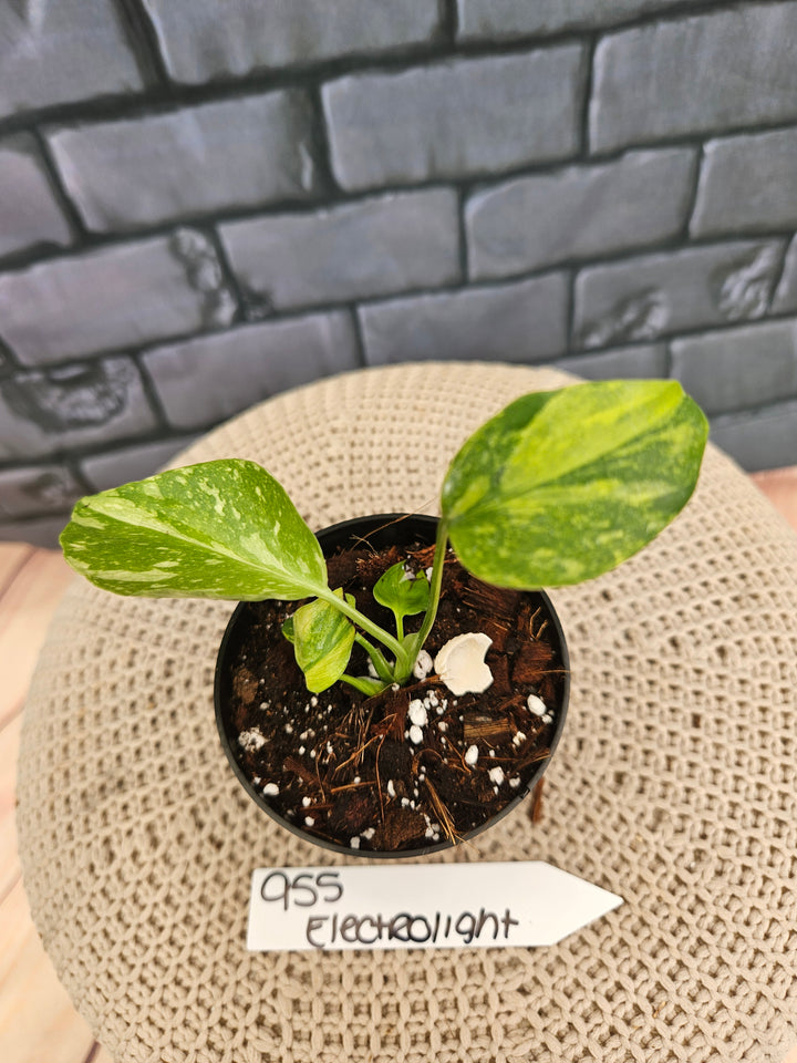 Monstera Electrolyte (3in)-955