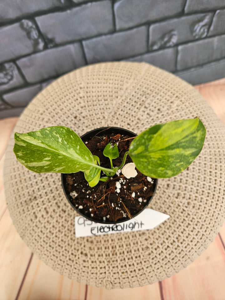 Monstera Electrolyte (3in)-955