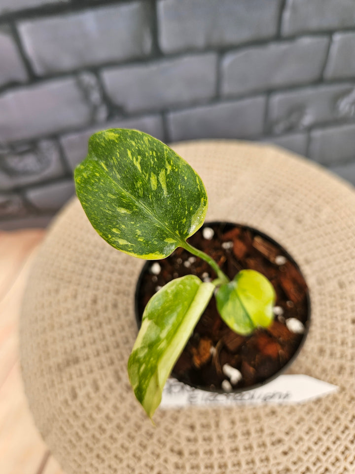 Monstera Electrolyte (3in)-956