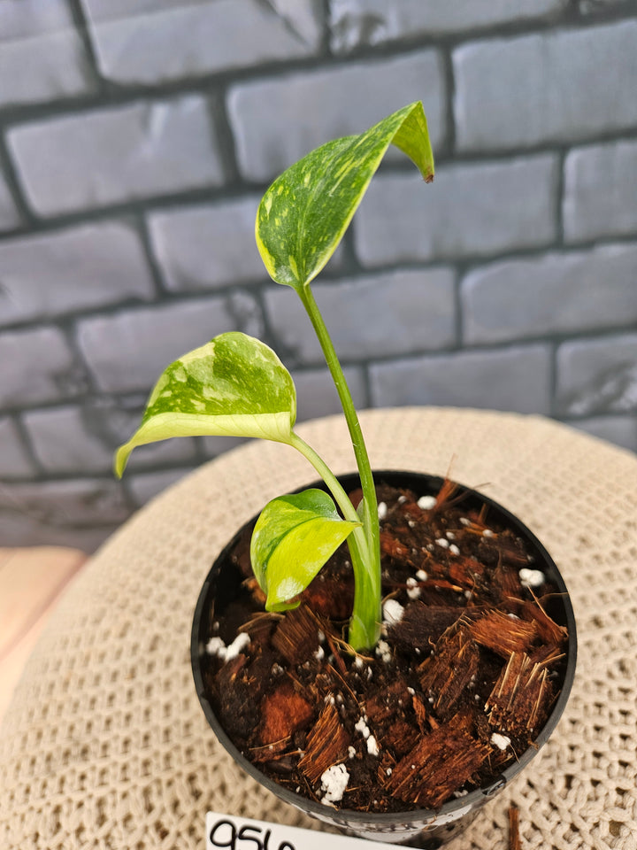 Monstera Electrolyte (3in)-956