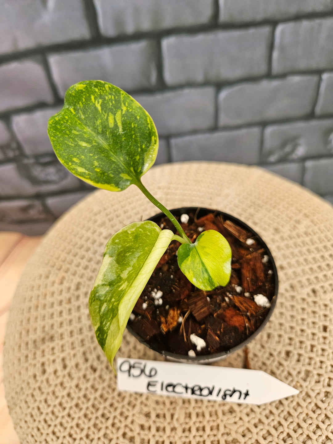 Monstera Electrolyte (3in)-956