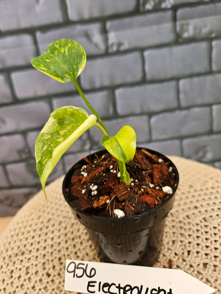 Monstera Electrolyte (3in)-956