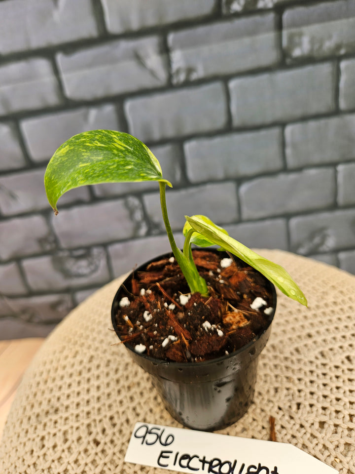 Monstera Electrolyte (3in)-956