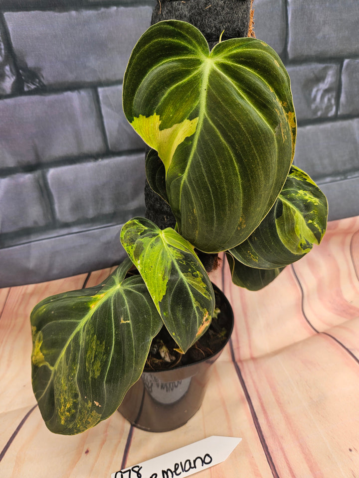 Philodendron Variegated Melanochrysum (4in)-978