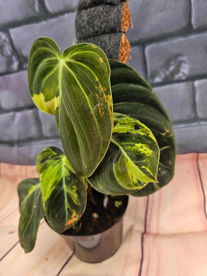 Philodendron Variegated Melanochrysum (4in)-978