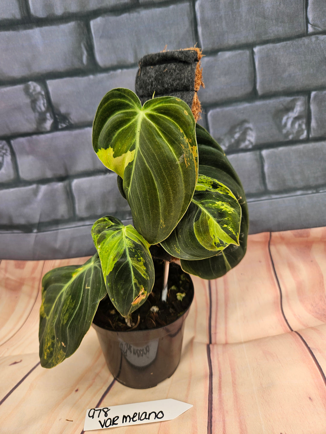 Philodendron Variegated Melanochrysum (4in)-978
