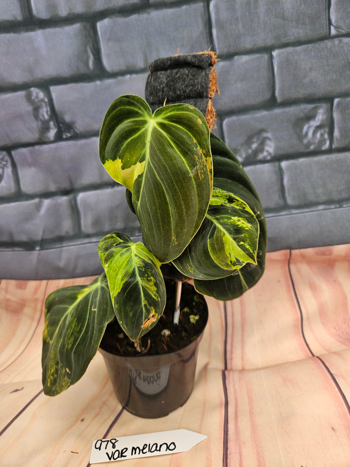 Philodendron Variegated Melanochrysum (4in)-978