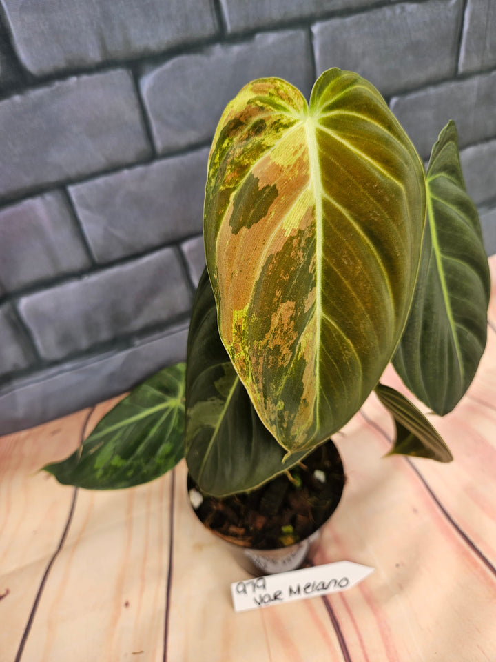 Philodendron Variegated Melanochrysum (4in)-979